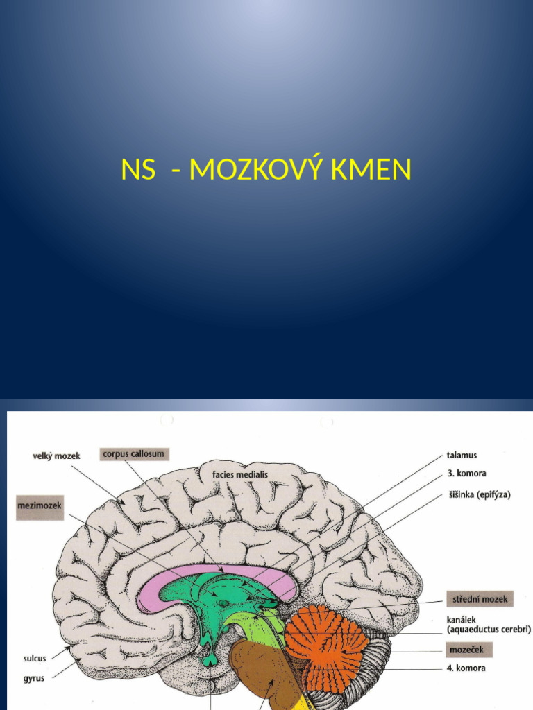 3 NS Mozkový Kmen | PDF