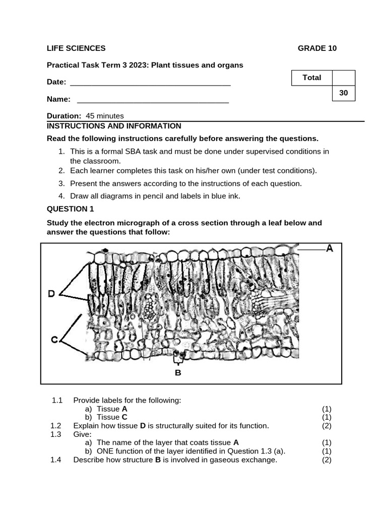 Grade 10 Term 3 SBA 2023 Final | PDF | Tissue (Biology) | Leaf