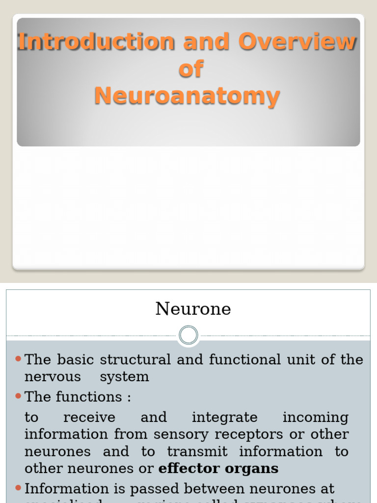 Overview of Neuroanatomy and Functions | PDF | Central Nervous System ...