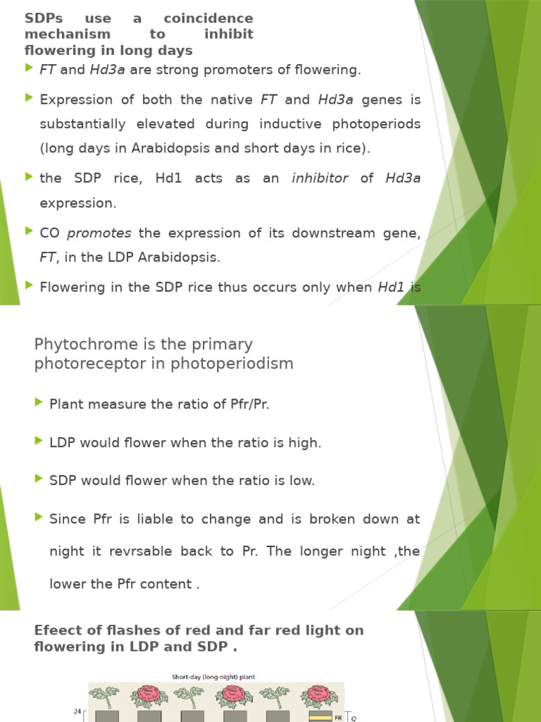 SDP vs LDP: Flowering Mechanisms | PDF | Biology | Plants