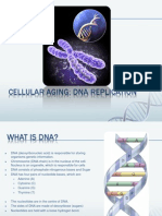 DNA Replication