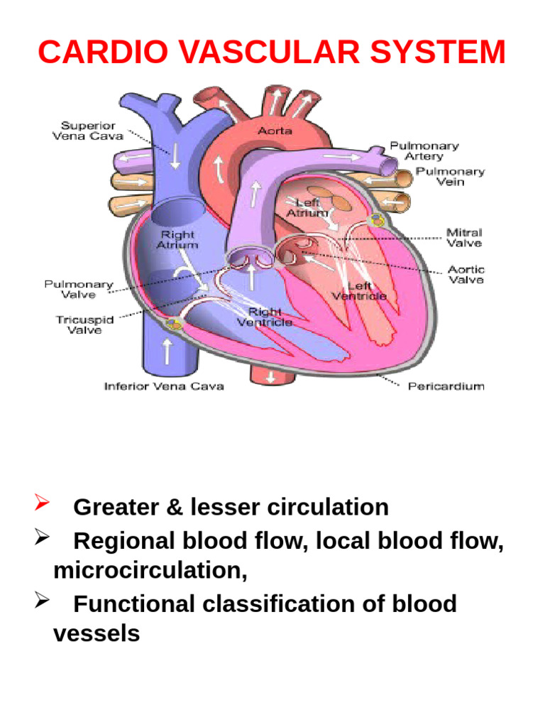 Blood Flow Velocity in Blockages | PDF | Circulatory System | Hemodynamics