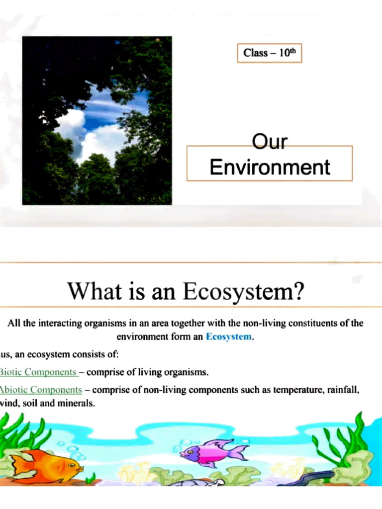 Understanding Ecosystems and Components | PDF | Ecosystem | Food Web