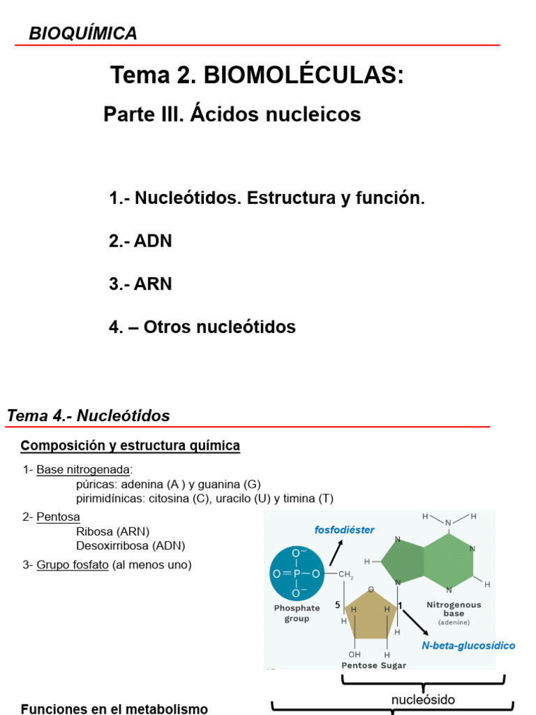 Estructura y Función de Nucleótidos y Ácidos Nucleicos | PDF | Rna | Adn
