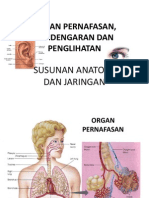 Organ Pernafasan an Dan Penglihatan