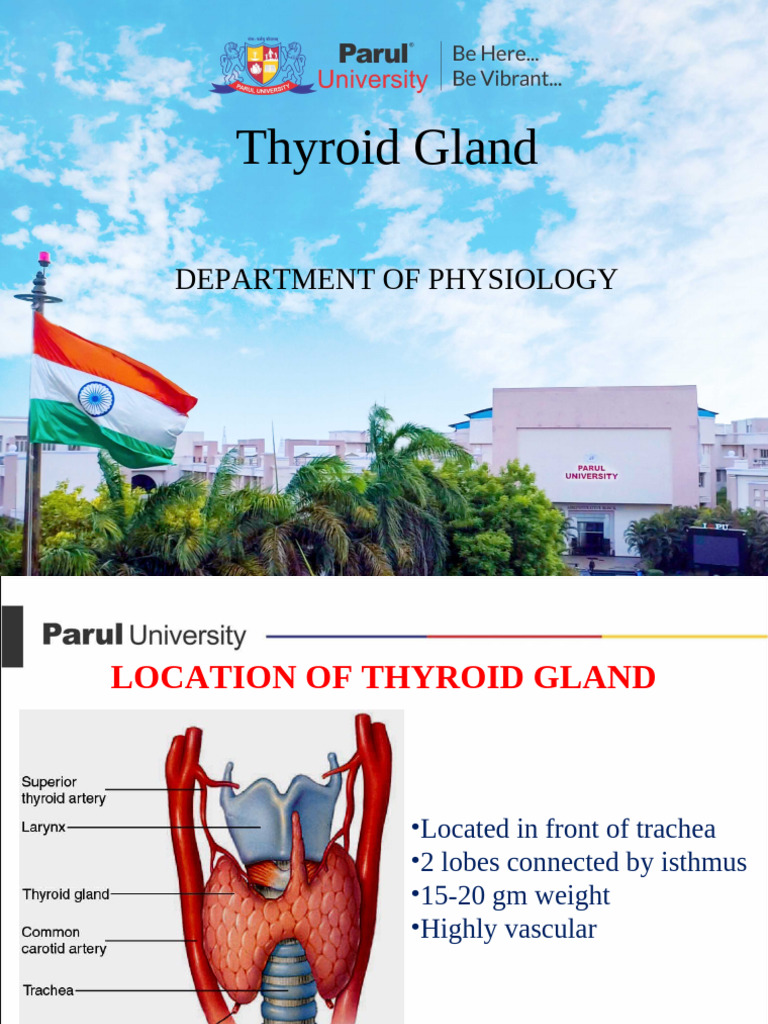 Thyroid Gland Overview and Functions | PDF | Thyroid | Hypothyroidism