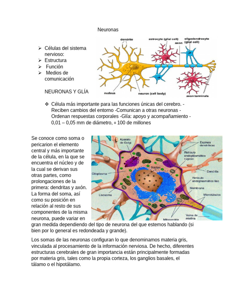 Estructura y Función de Neuronas | PDF | Sinapsis | Neurona