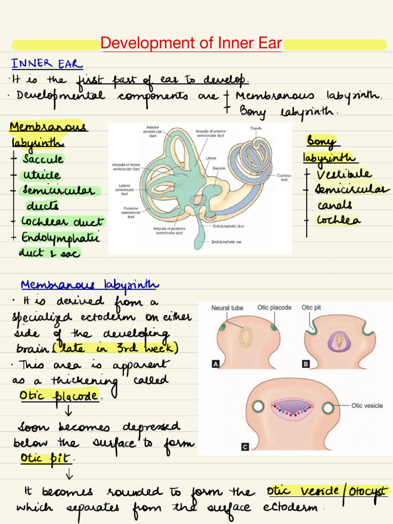 Inner Ear Development Overview | PDF | Ear | Human Anatomy