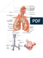 Aparato Respiratorio