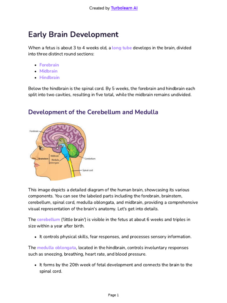 Understanding Early Brain Development | PDF | Amnesia | Schema (Psychology)