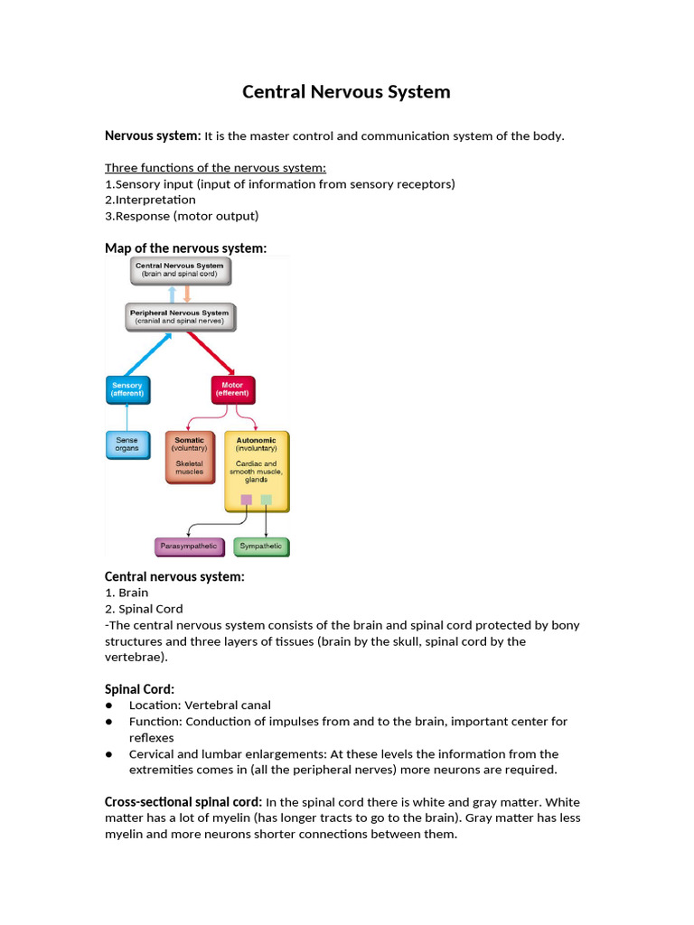 Overview of the Central Nervous System | PDF | Central Nervous System ...
