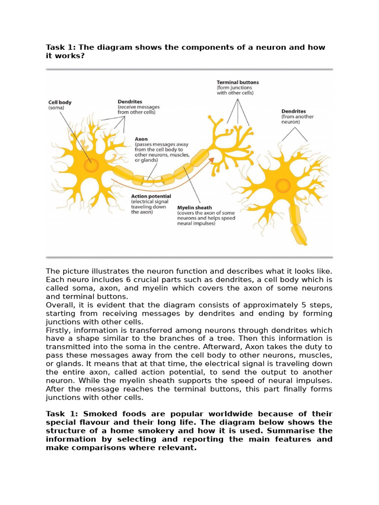 Neuron Function and Structure Explained | PDF