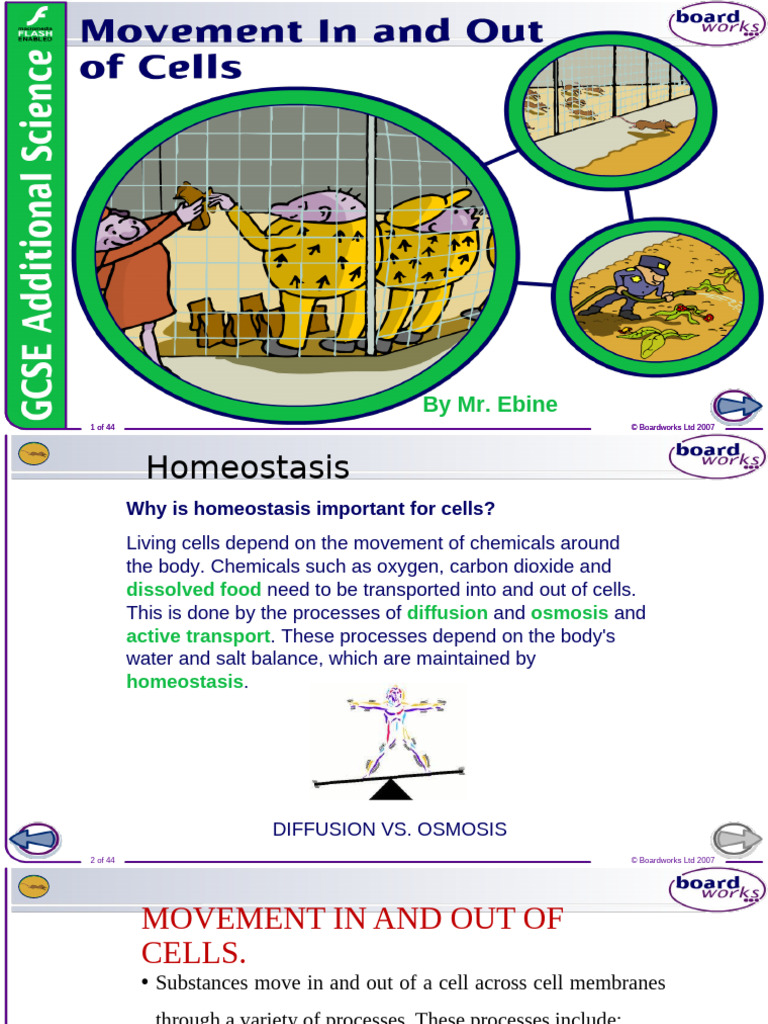 Understanding Diffusion in Cells | PDF | Diffusion | Osmosis