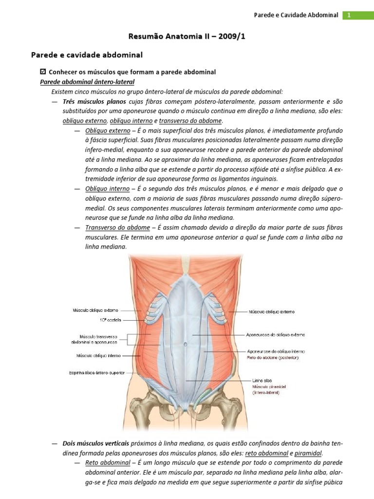 Resumo de Anatomia - Parede / Cavidade Abdominal e Aparelho Digestorio |  PDF | Estômago | Intestino delgado, image size:768x1024