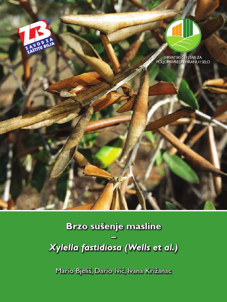 Brzo Susenje Masline | PDF