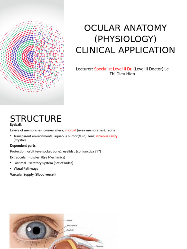 Ocular Anatomy and Physiology Overview | PDF | Cornea | Human Eye