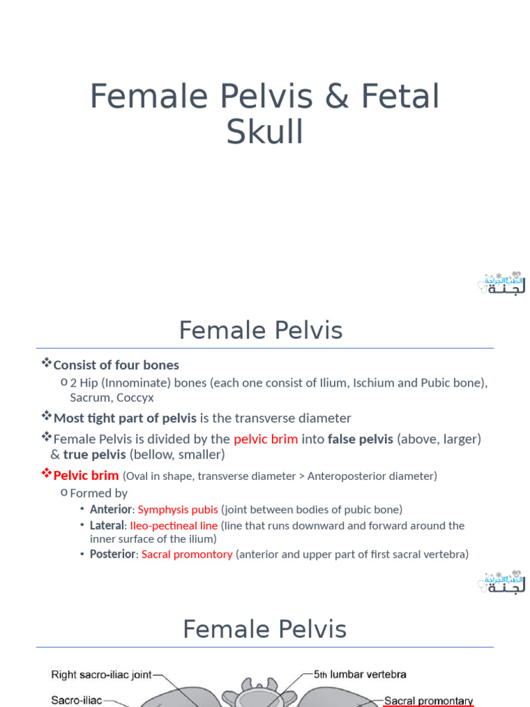 6.1 Female Pelvis & Fetal Skull | PDF | Pelvis | Musculoskeletal System