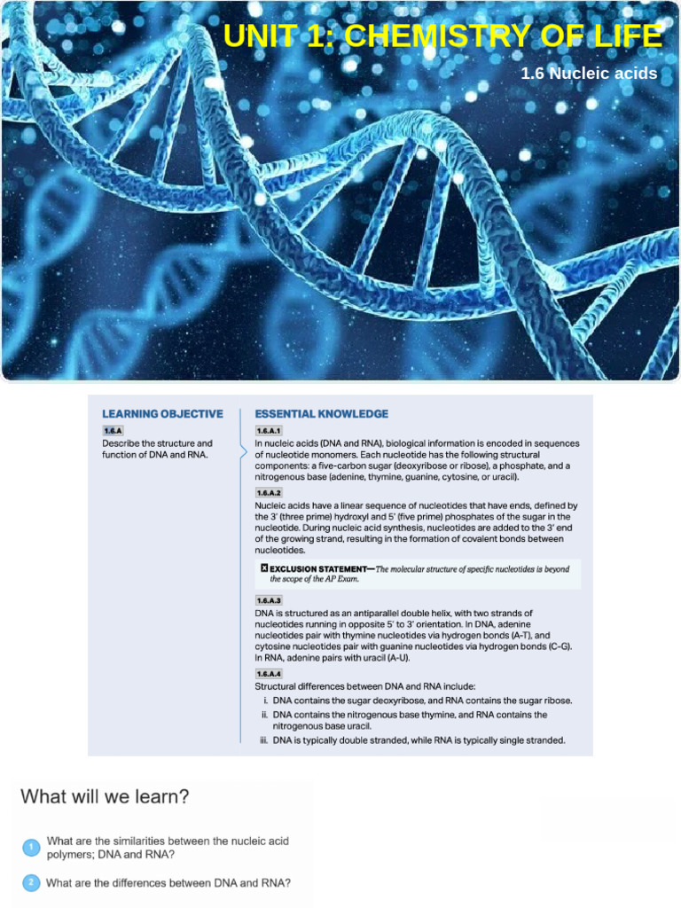 Nucleic Acids: DNA and RNA Overview | PDF | Nucleic Acids | Nucleotides