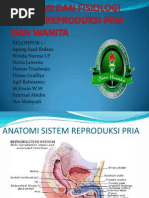 Download Anatomi Dan Fisiologi Sistem Reproduksi Pria Dan Wanita by Agungfuadf Ksr Pmi Moker SN91148640 doc pdf