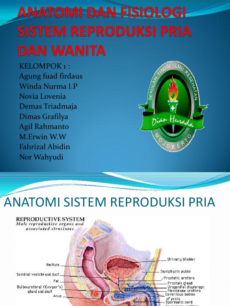 Anatomi Dan Fisiologi Sistem Reproduksi Pria Dan Wanita
