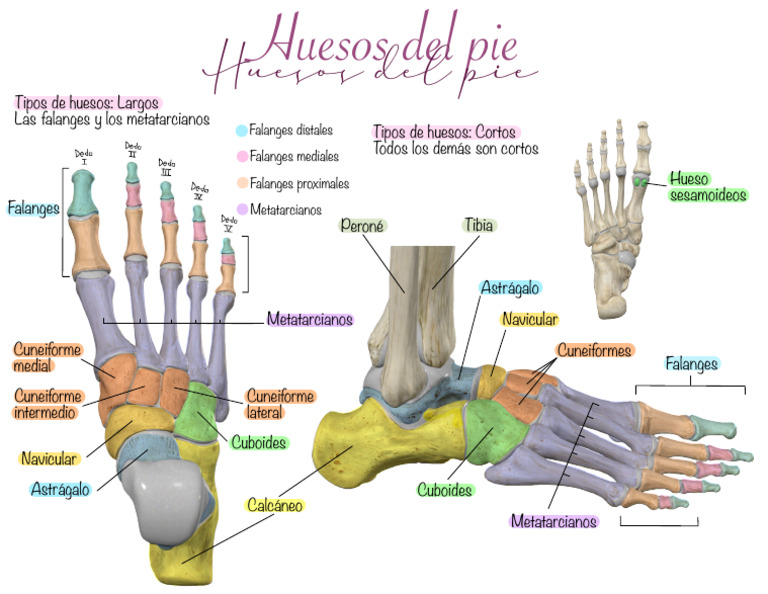 Huesos del Pie: Falanges y Metatarcianos | PDF