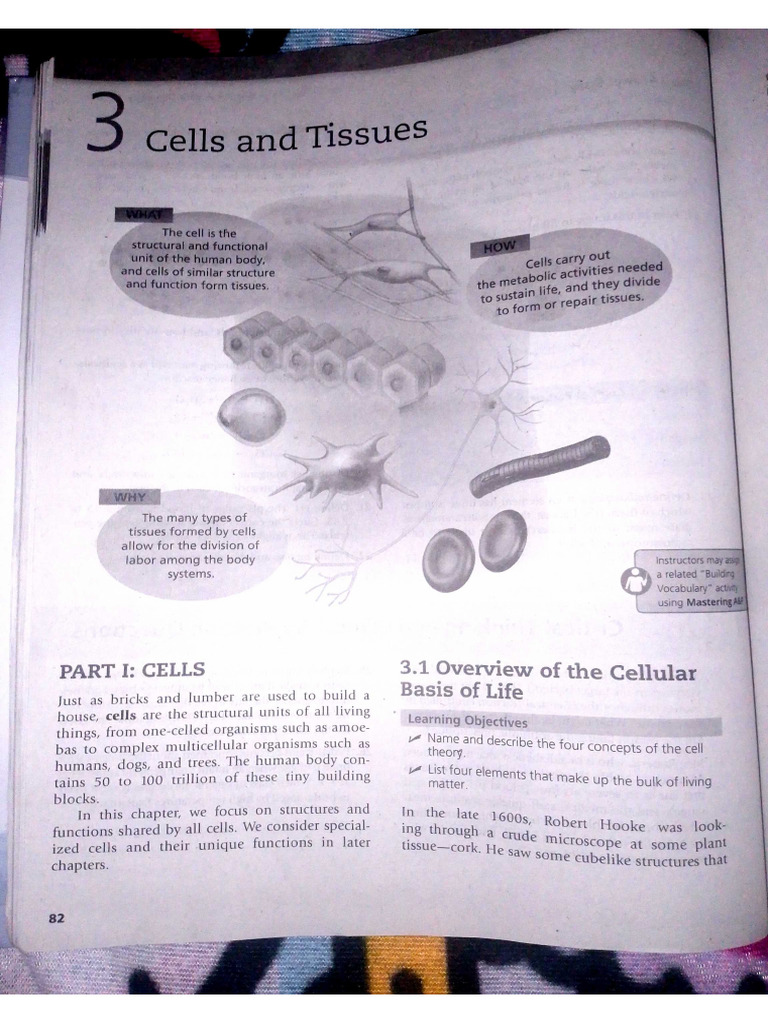 Chapter 3. Cells and Tissues | PDF