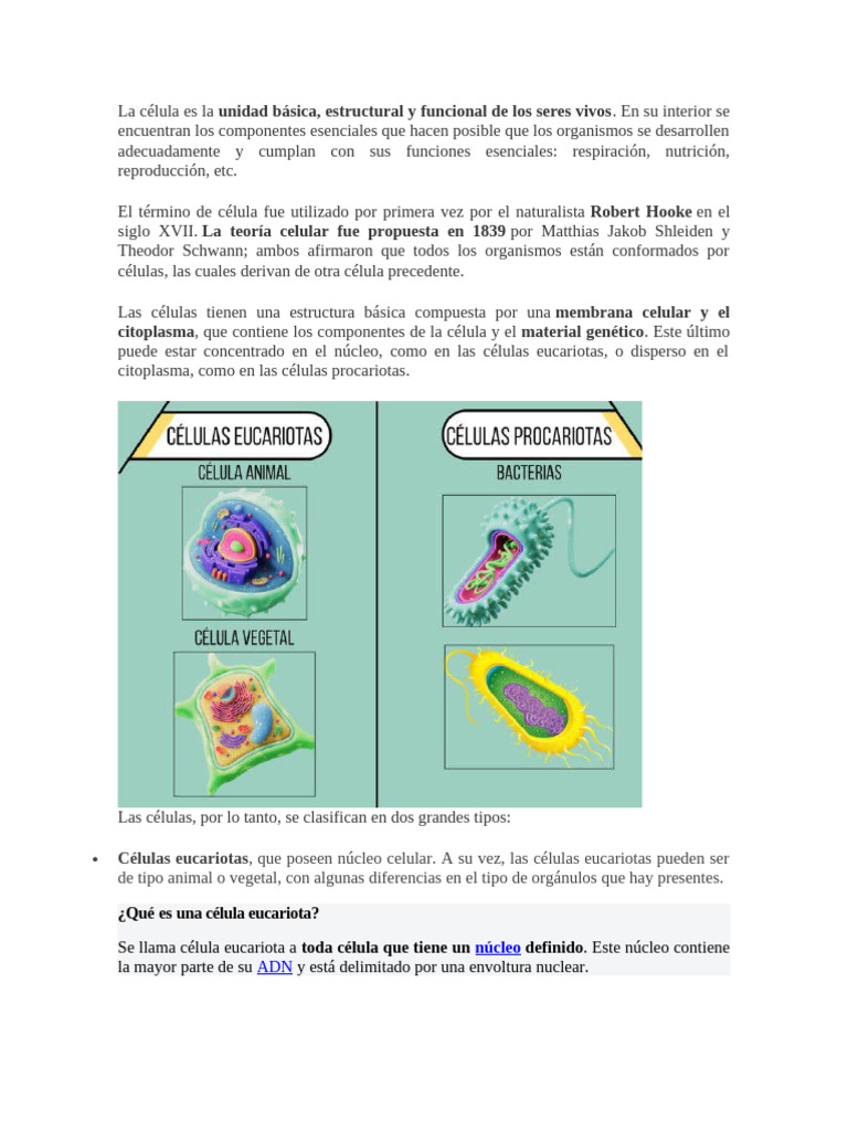 Estructura y funciones de células eucariotas | PDF | Biología Celular ...