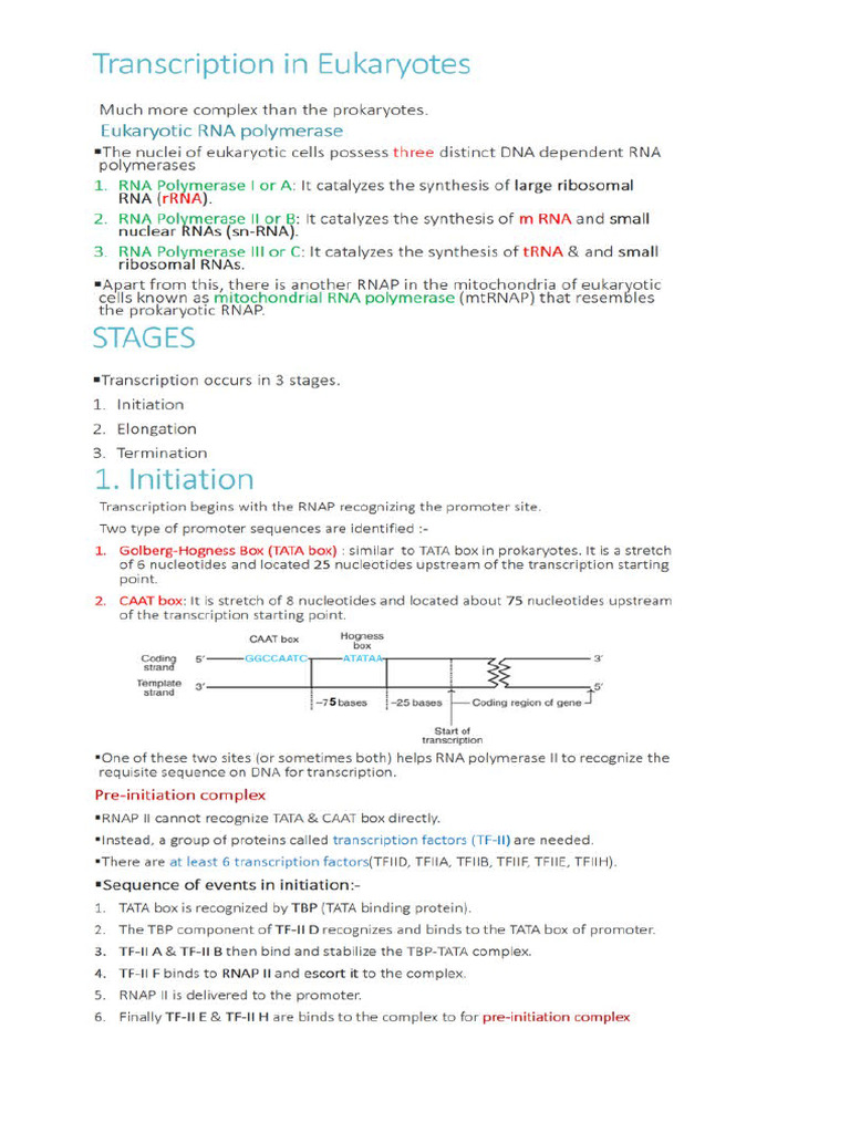 Transcription in Eukaryote | PDF