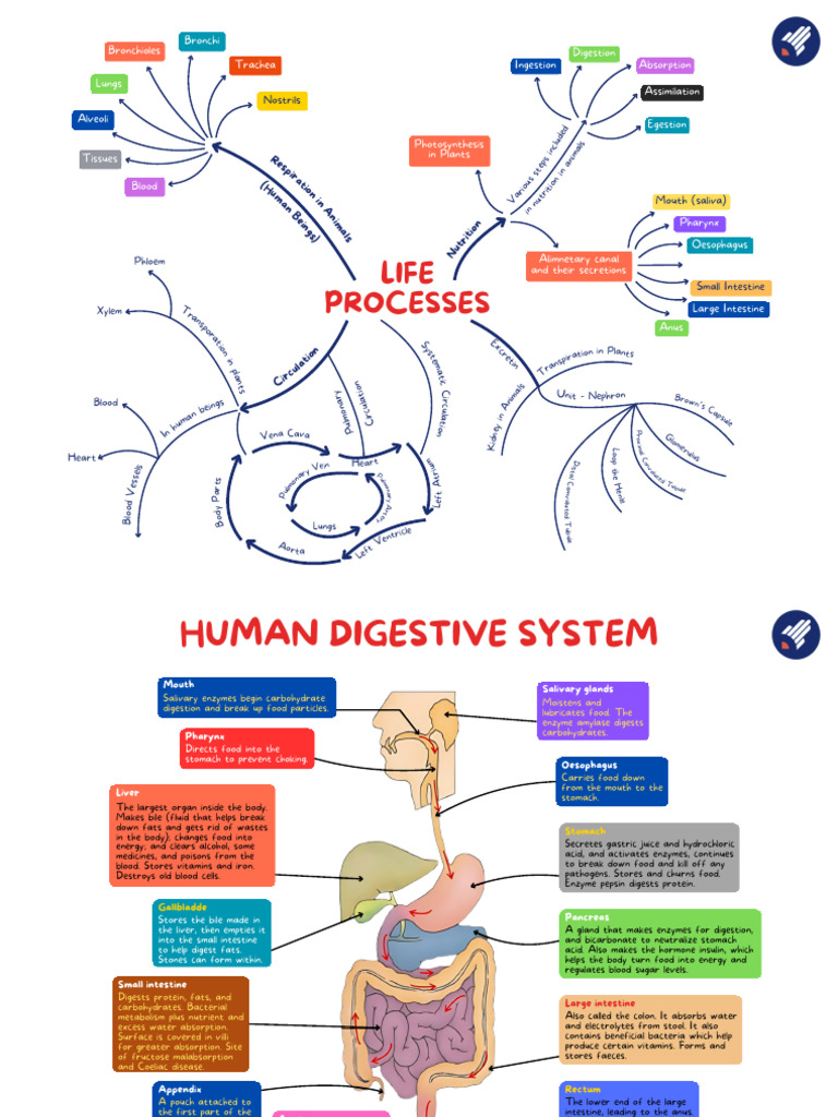 Human Life Processes Overview | PDF | Digestion | Kidney