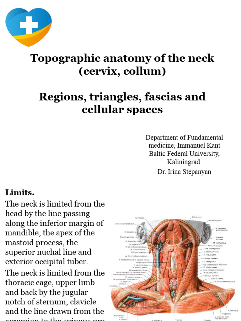 Neck Topography: Anatomy and Regions | PDF | Neck | Common Carotid Artery