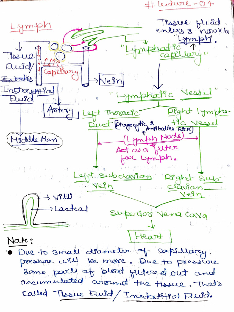 Lymph | PDF