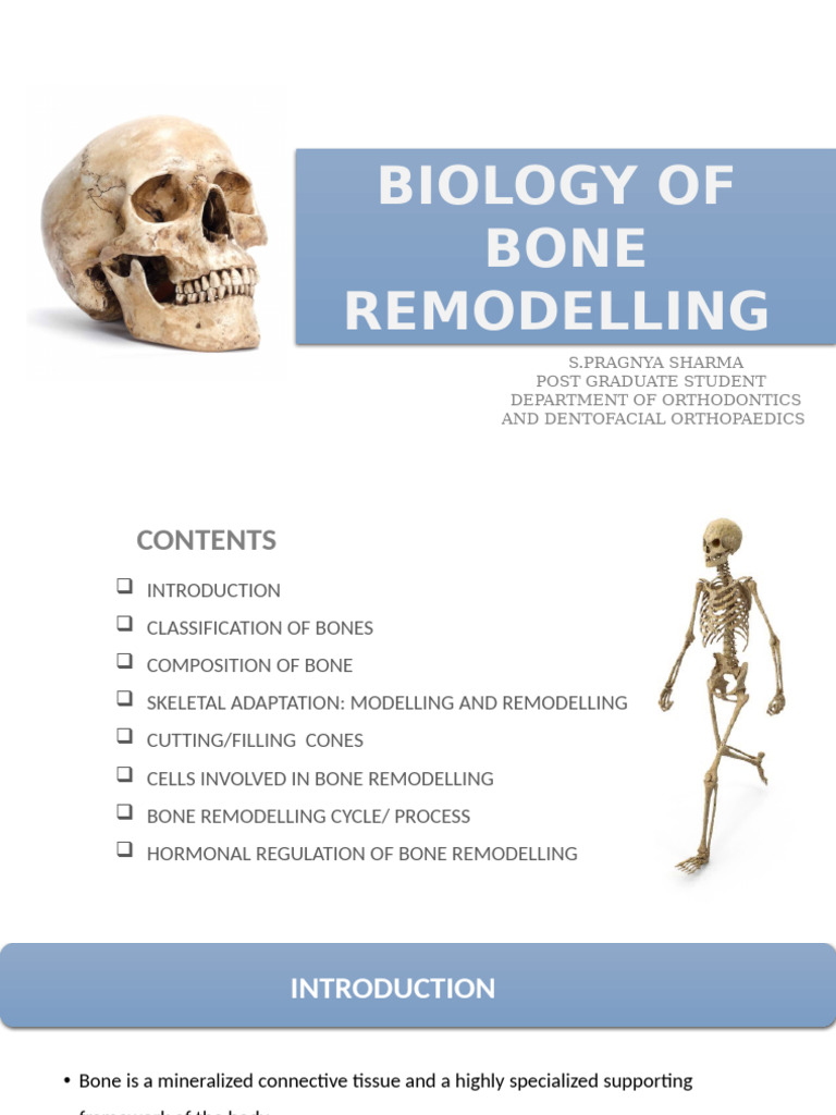 Bone Modelling and Remodelling Overview | PDF | Bone | Osteoblast