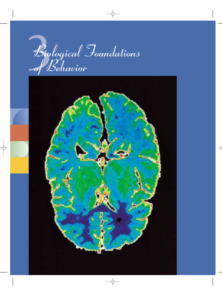 Brain Plasticity and Recovery Insights | PDF | Chemical Synapse | Synapse