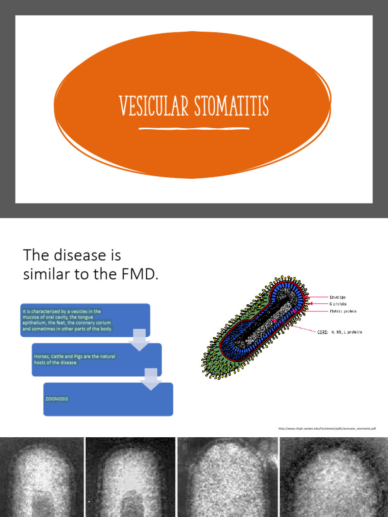 Vesicular Stomatitis Overview and Impact | PDF | Virology | Diseases ...