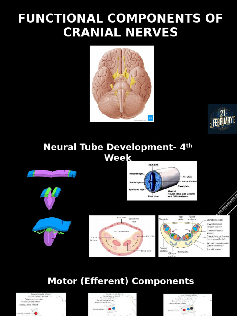 Components of Cranial Nerves Explained | PDF | Neuroscience | Neuroanatomy