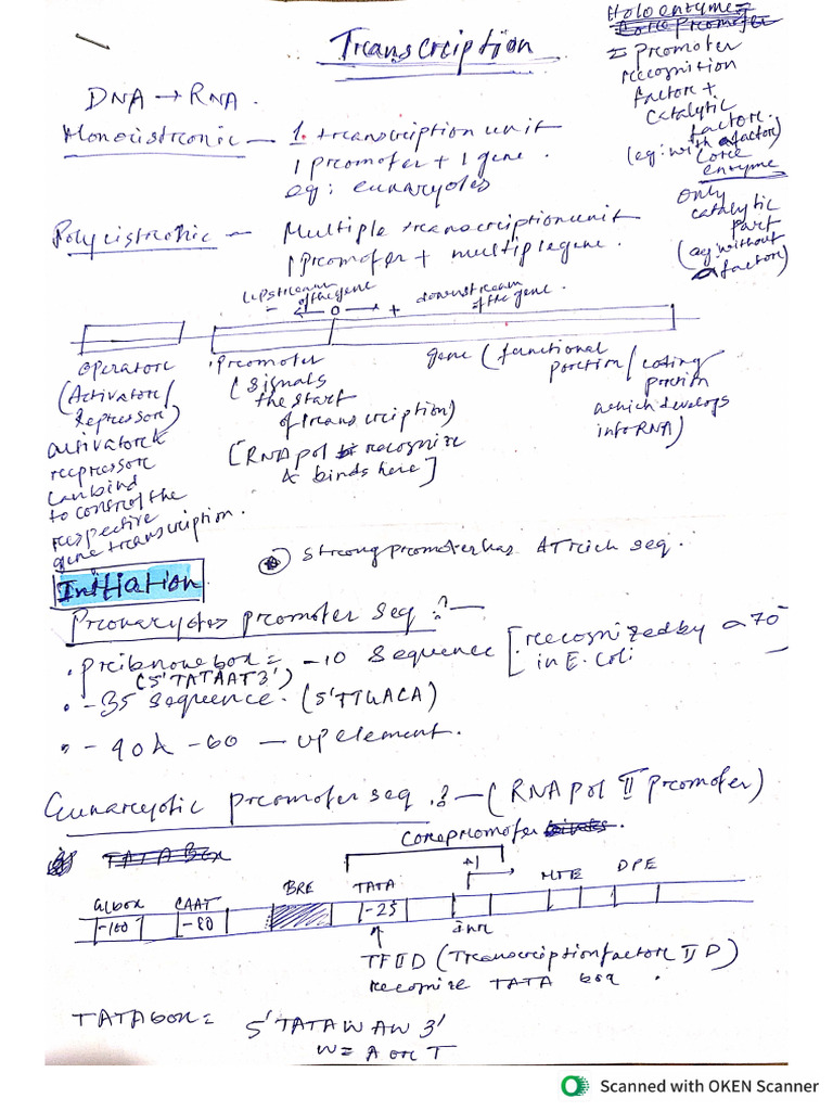Transcription XII | PDF