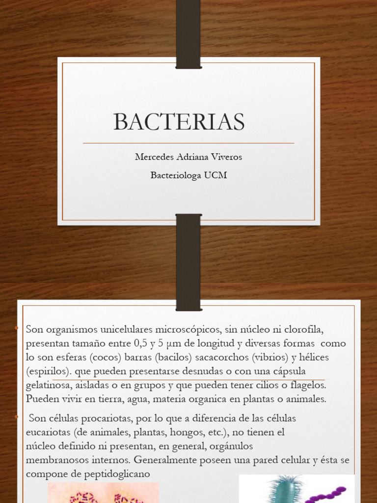 Morfología y Estructura de Bacterias | PDF | Las bacterias | Bacterias ...