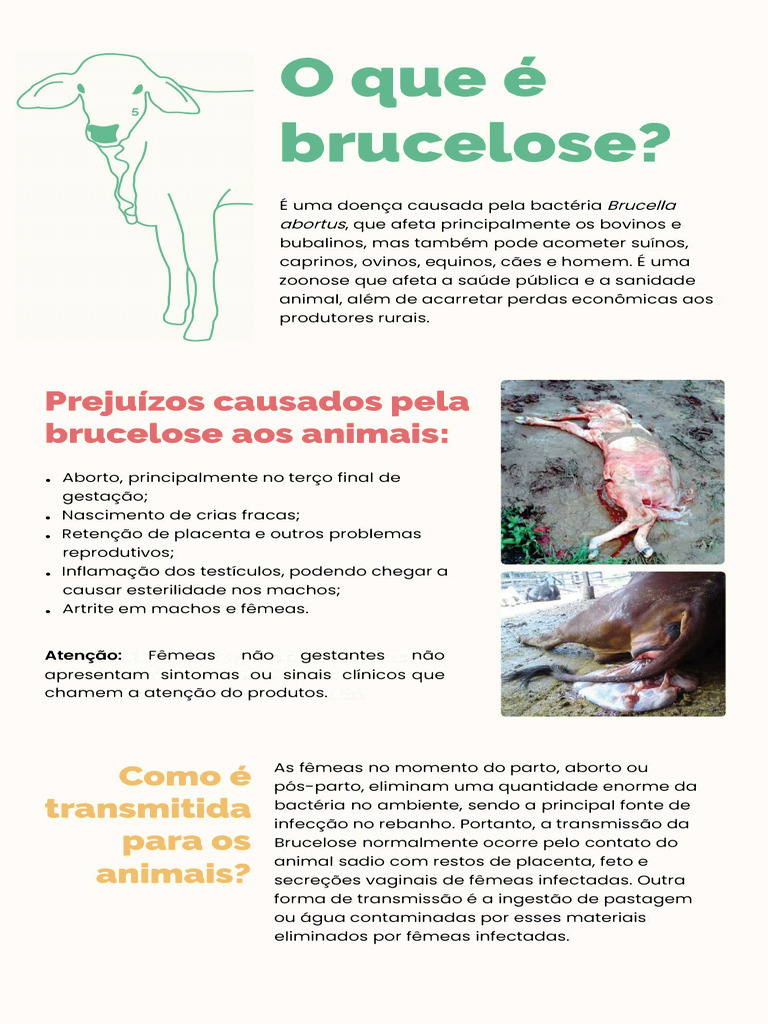 Brucelose: Causas, Sintomas e Prevenção | PDF | Vacinas | Imunologia