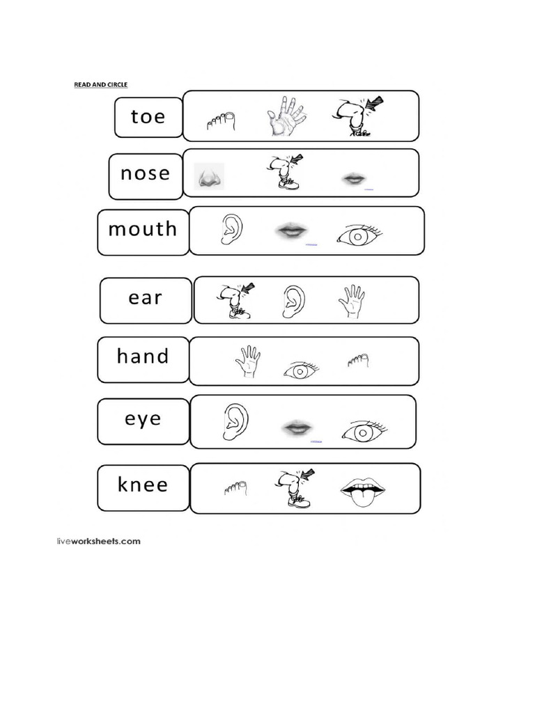 Body Part | PDF