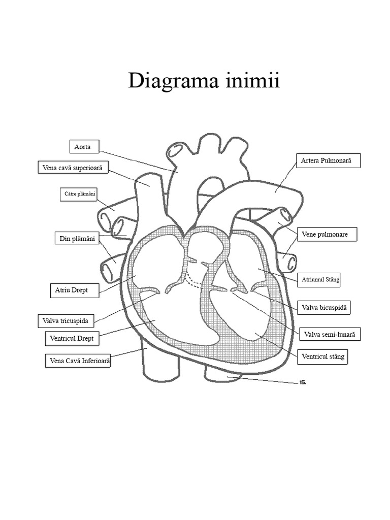 Diagrama Inimii | PDF