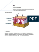 Skin Histology