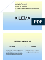 Xilema