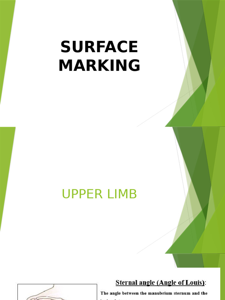 Surface Markings of Human Anatomy | PDF | Thumb | Anatomical Terms Of ...