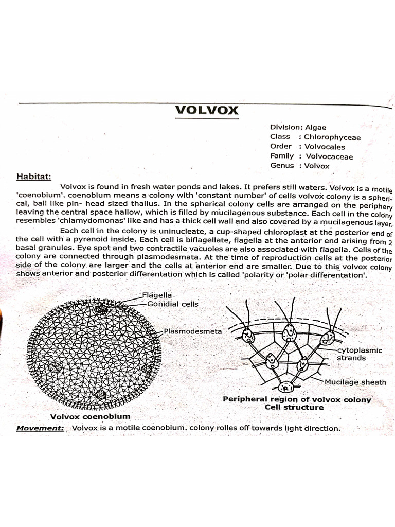 Volvox | PDF