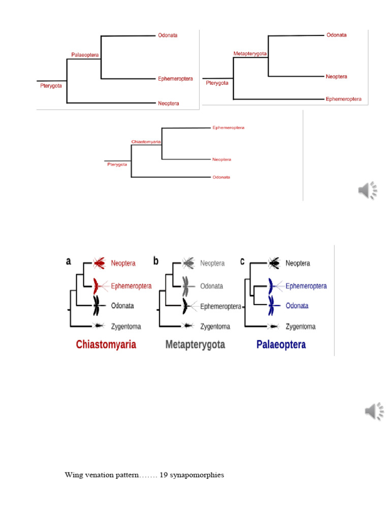 Pterygote Evolution: Phylogeny and Traits | PDF | Zoology | Insects
