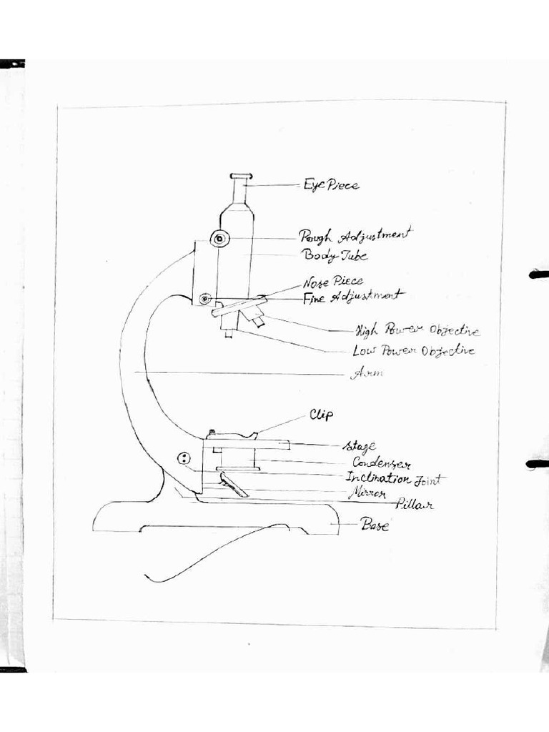 Compound Microscope | PDF