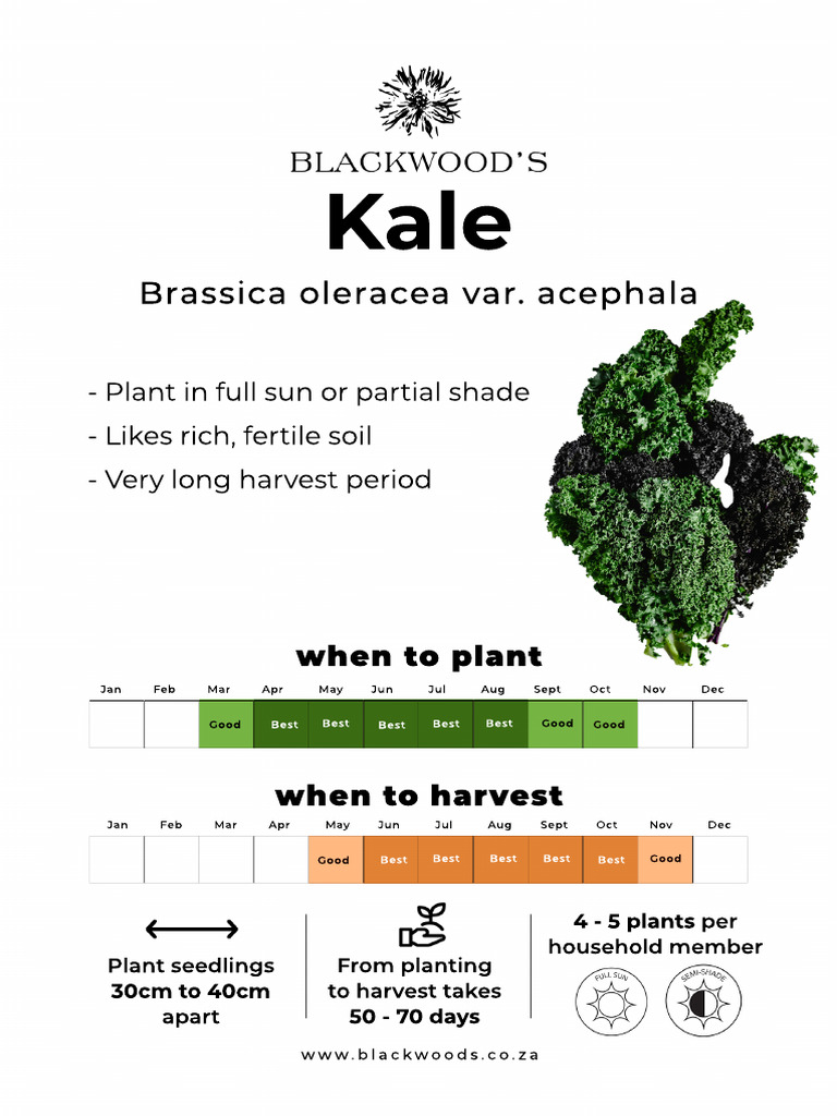 Kale Planting and Harvesting Guide | PDF