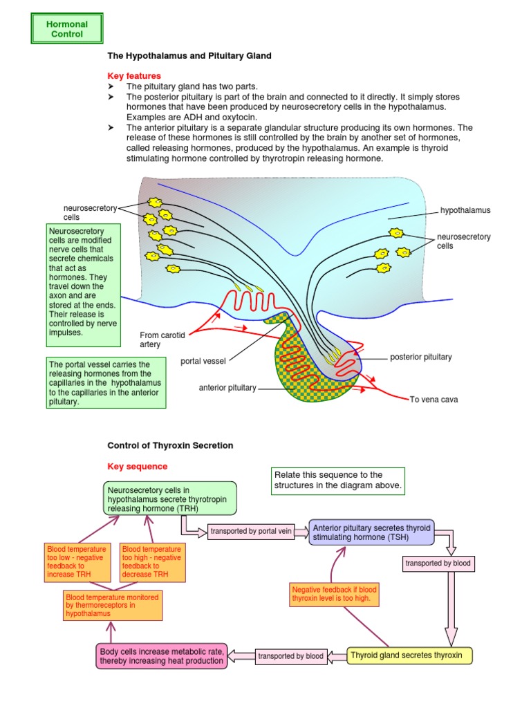 Key Features: The Hypothalamus and Pituitary Gland | PDF | Liver ...
