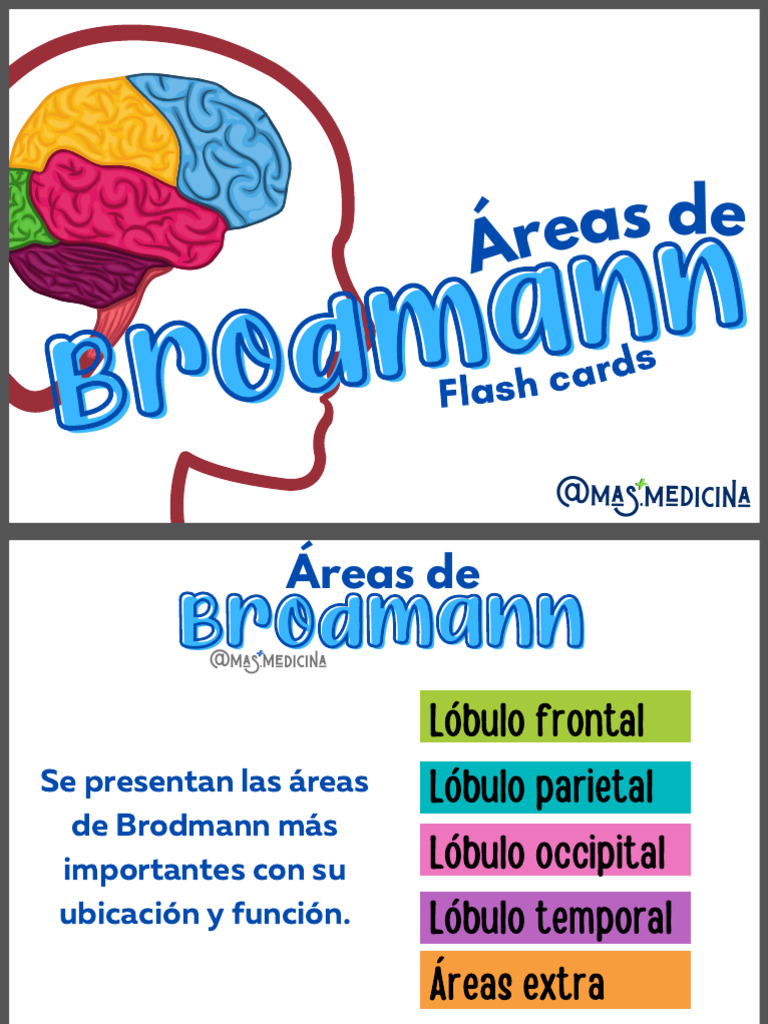 Funciones y Daños de Áreas de Brodmann | PDF | Percepción visual ...