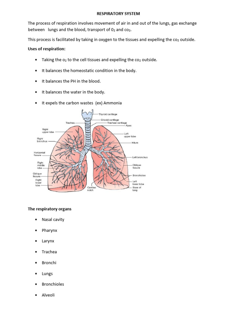 Overview of the Human Respiratory System | PDF | Lung | Respiratory System